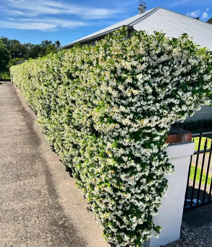 jasmine privacy plants fence