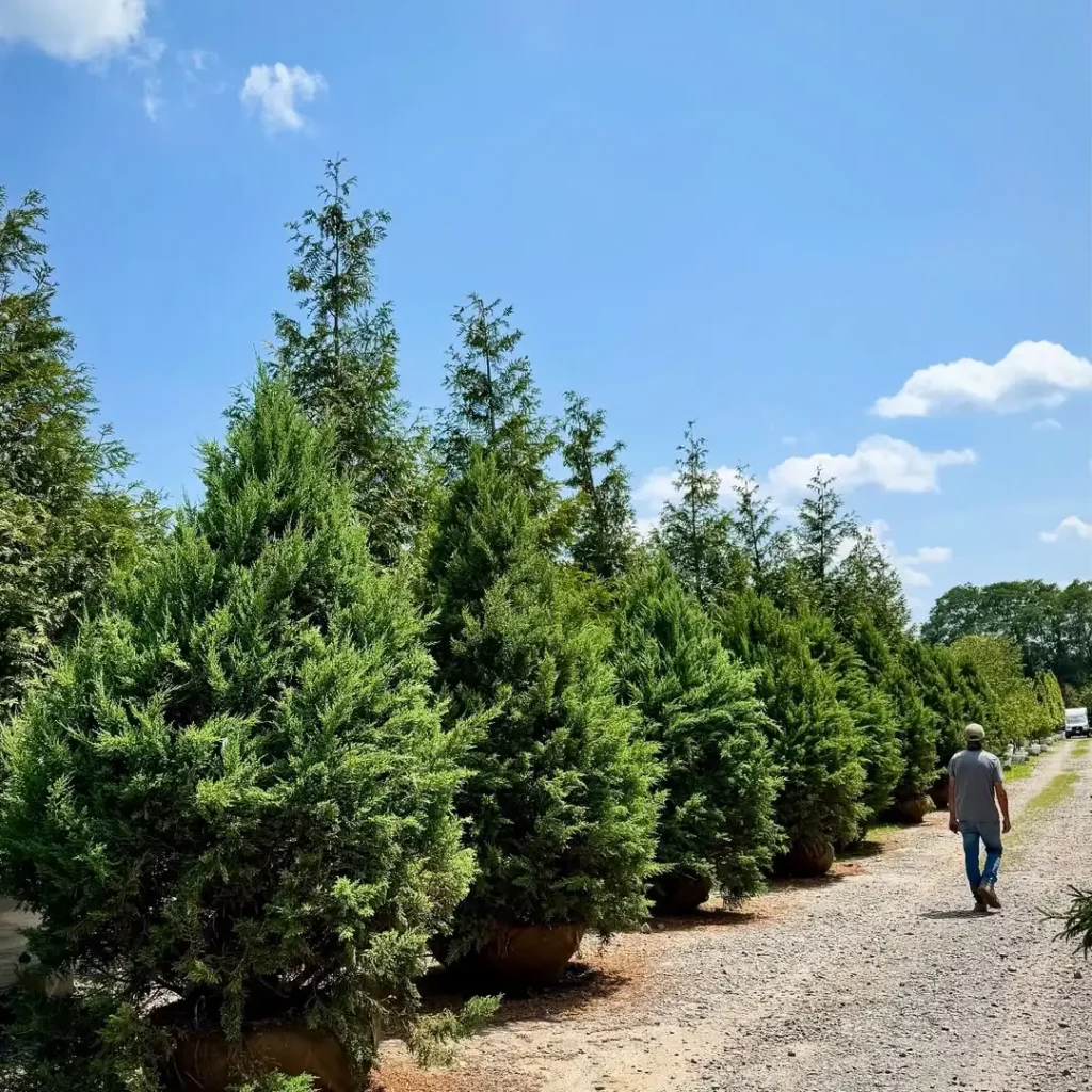 juniper privacy plants fence