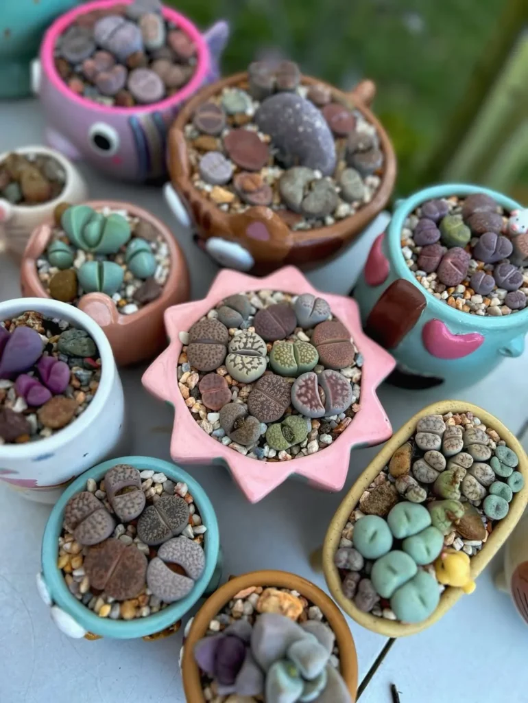 lithops indoor succulent garden
