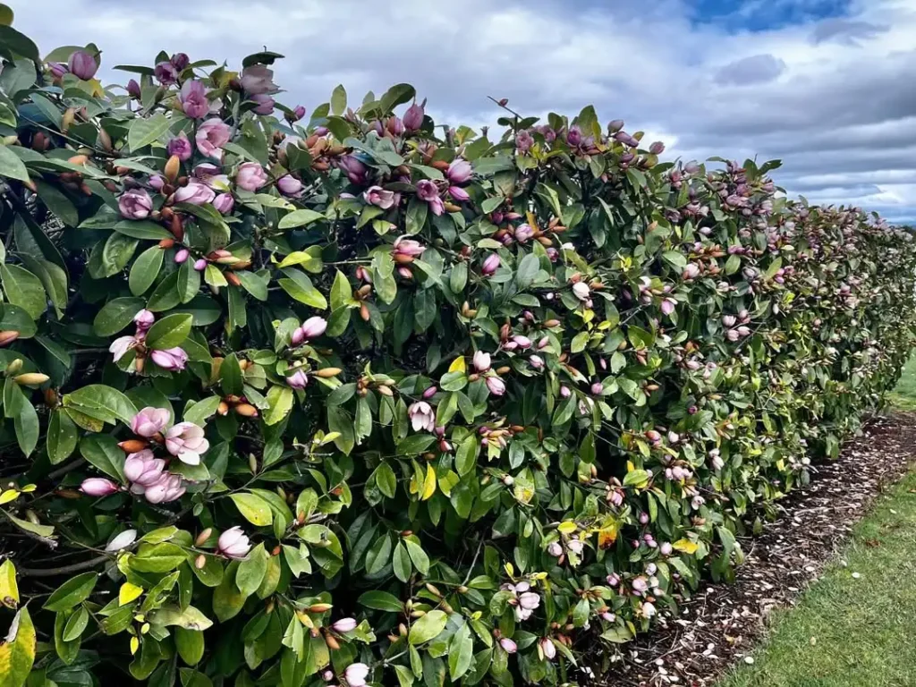 magnolia privacy plants fence