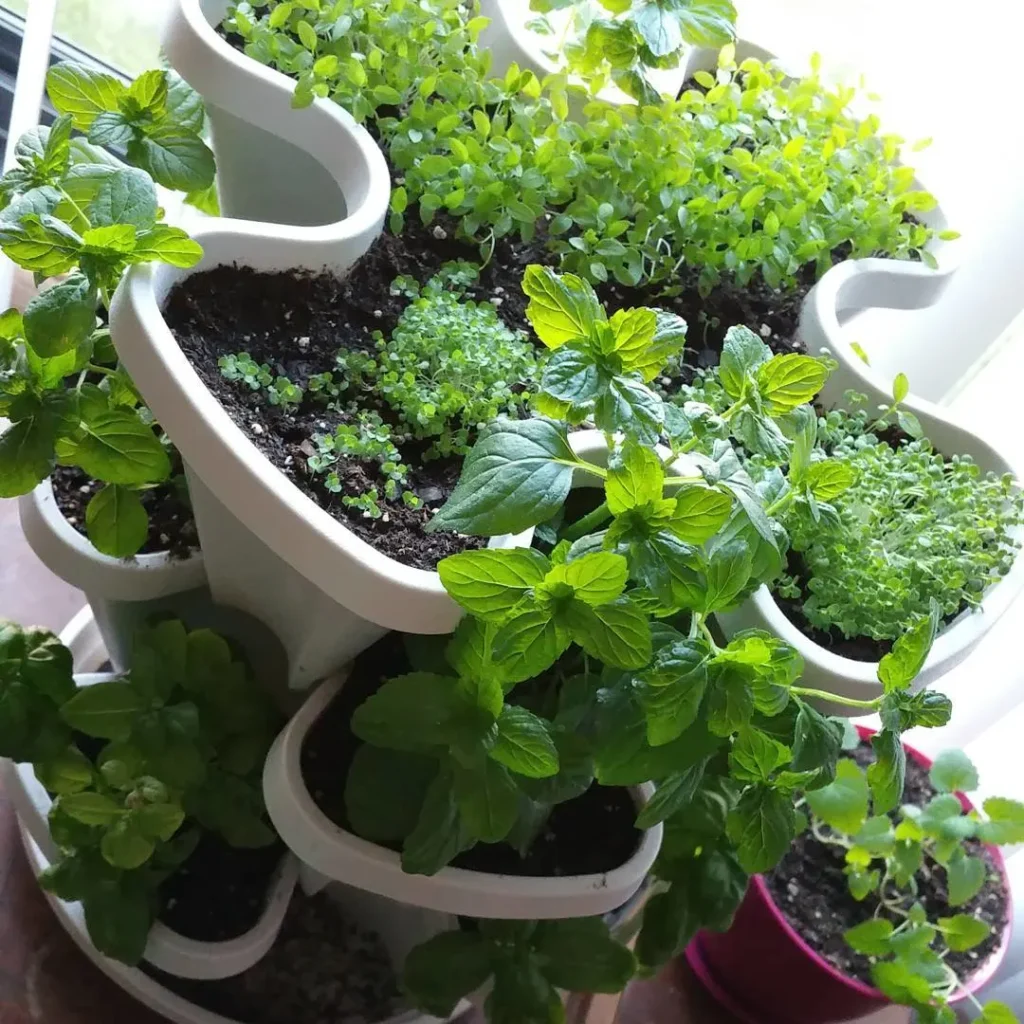mini herb garden container ideas