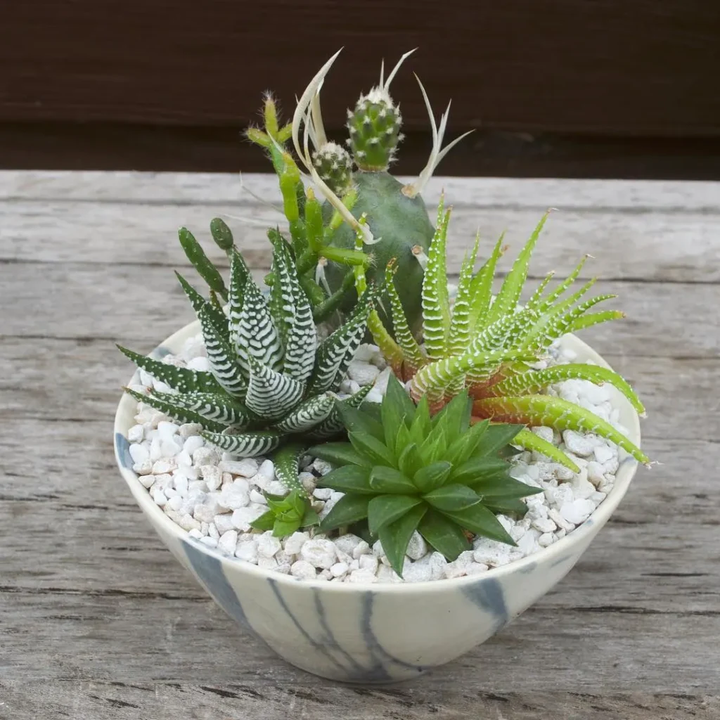 minimalist indoor succulent garden ideas