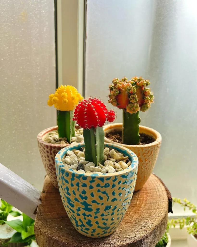 moon cactus indoor succulent garden