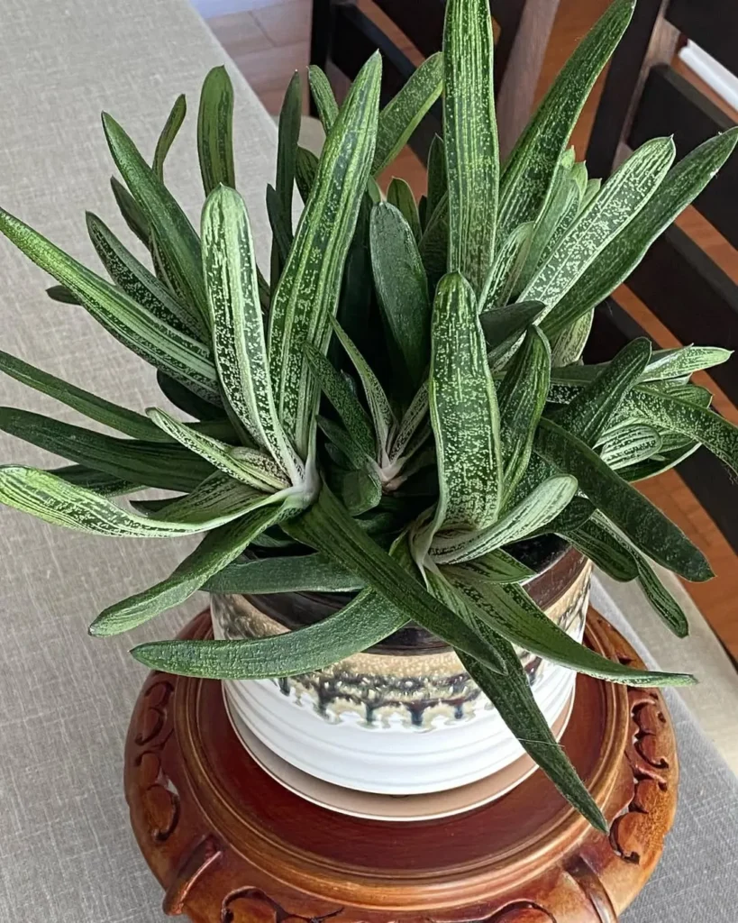 ox tongue gasteria indoor succulent garden