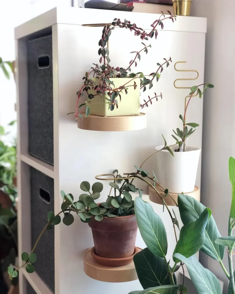 peperomia rubella small succulent plant