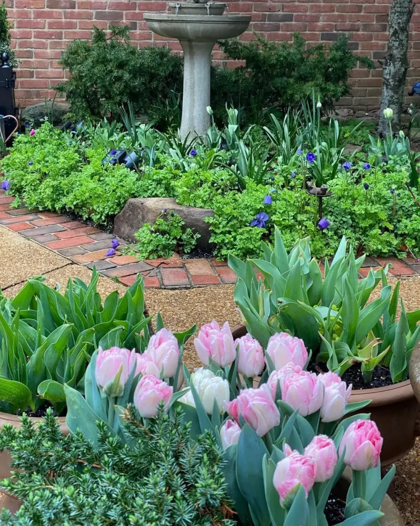 plant tulips in pots patio garden