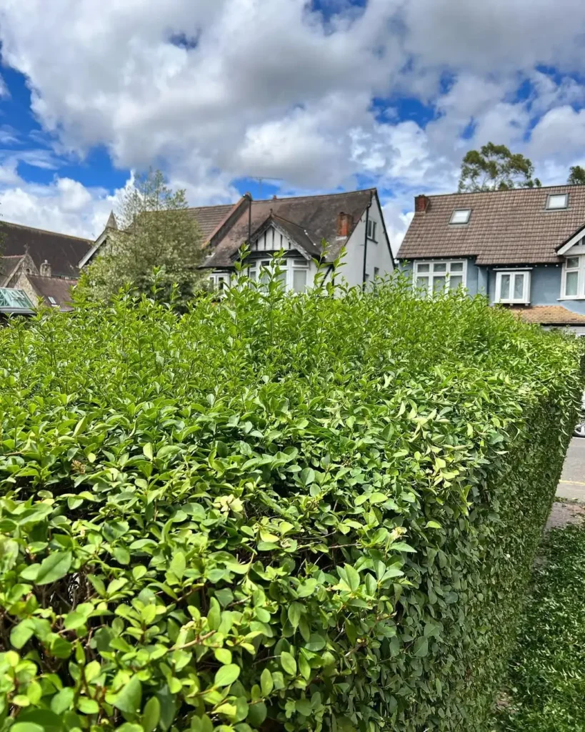 privet privacy plants fence