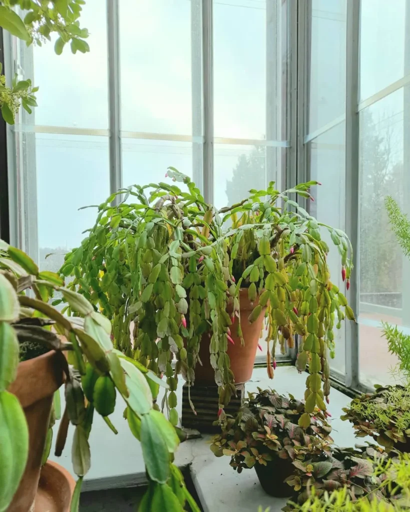 schlumbergera buckleyi succulent garden