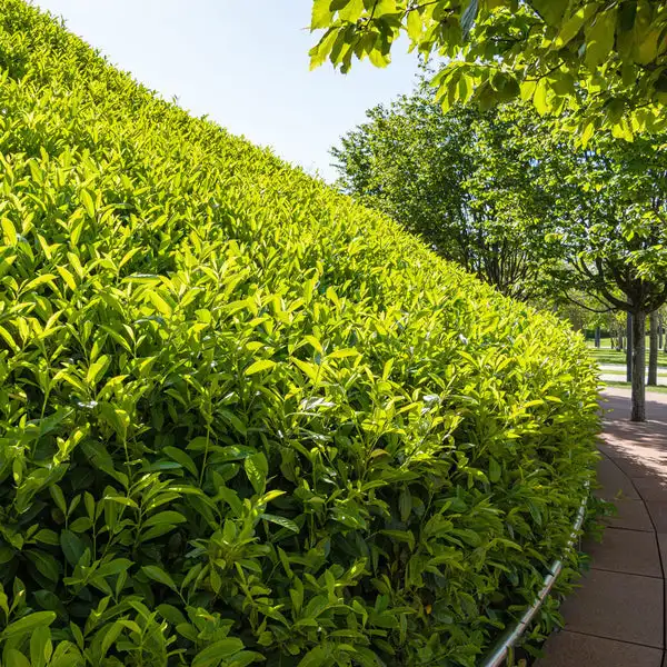 skip laurel privacy plants fence