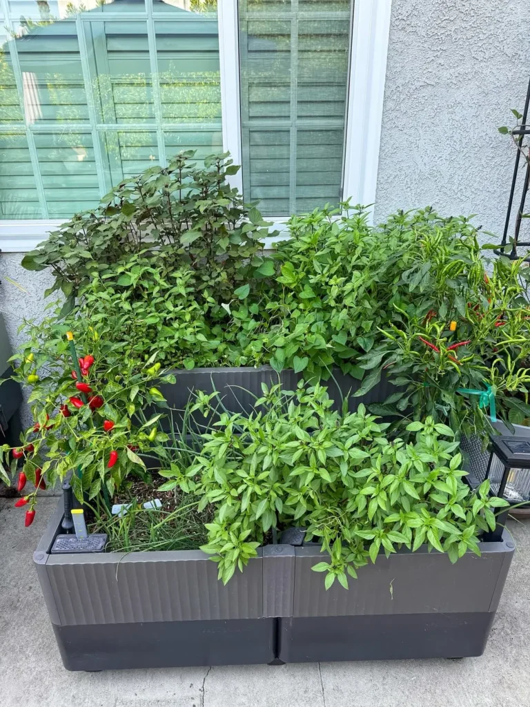 small space mini herb garden