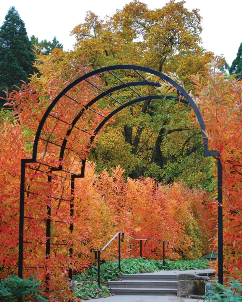 spicebush privacy plants fence