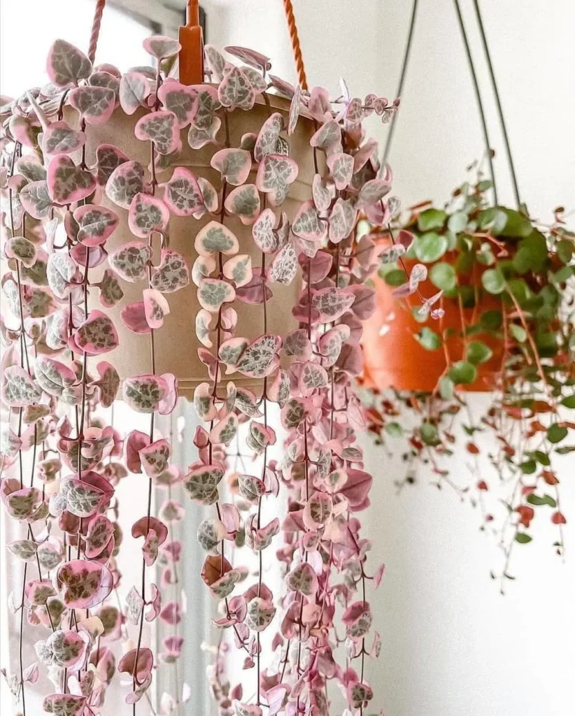 string of hearts indoor succulent garden