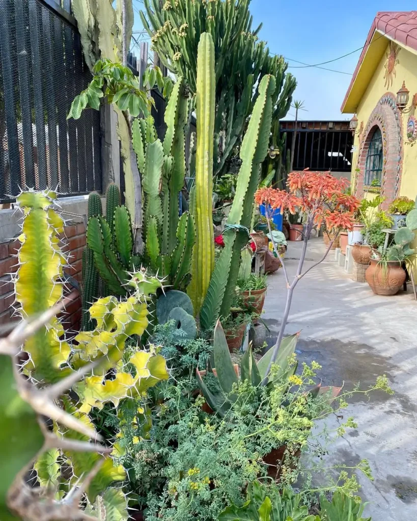 succulent container garden design