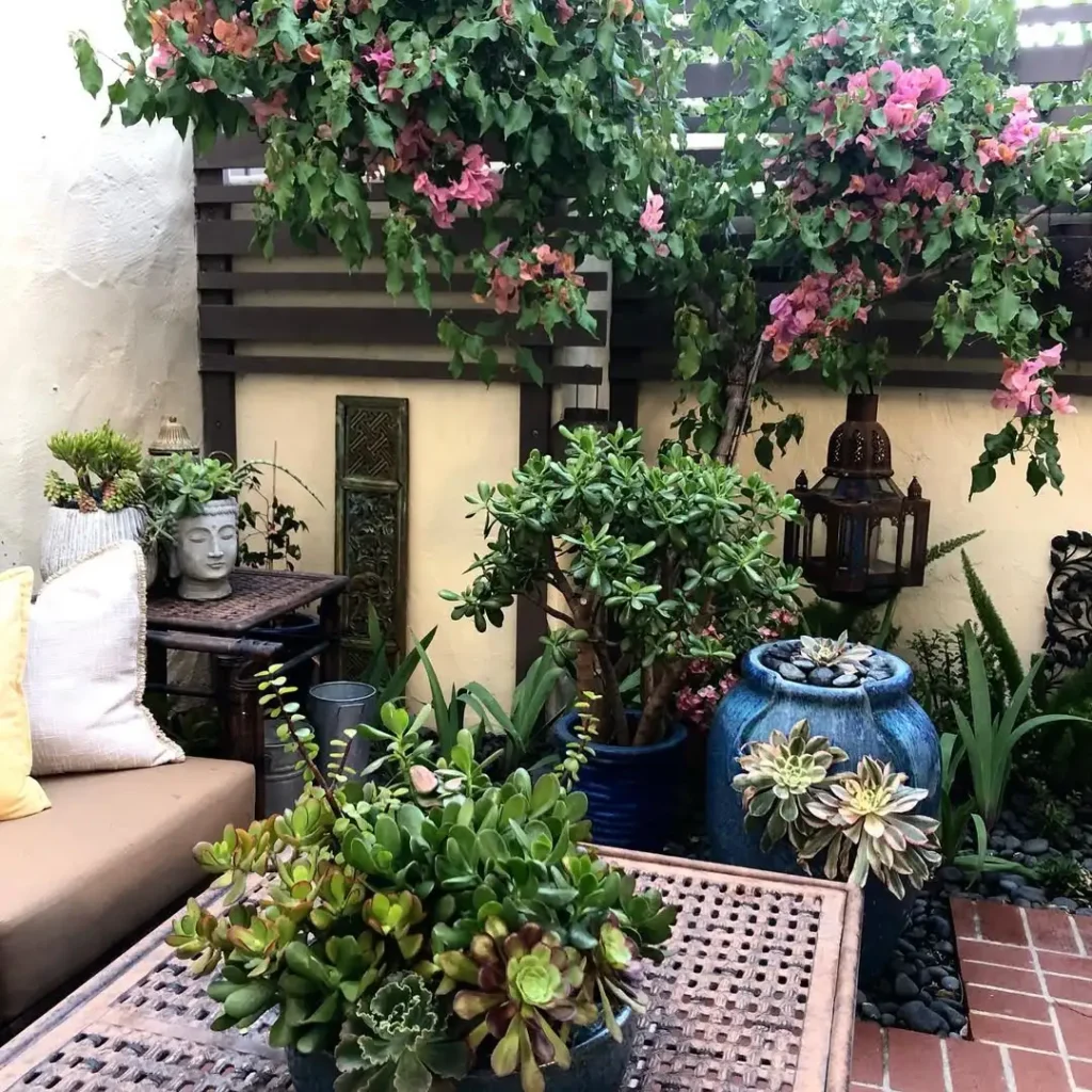 succulent patio collection