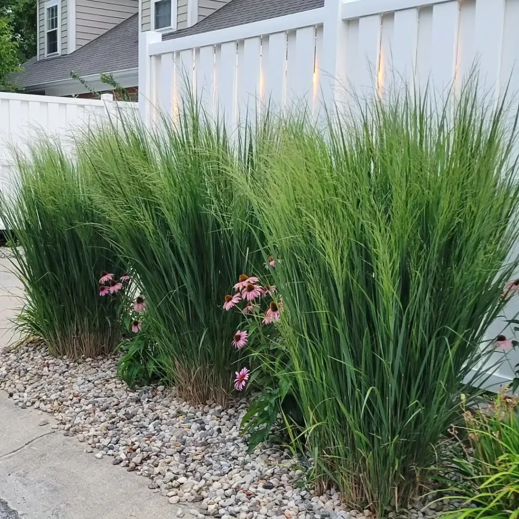 switchgrass privacy plants fence