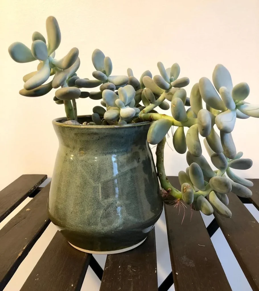 tabletop indoor succulent garden ideas
