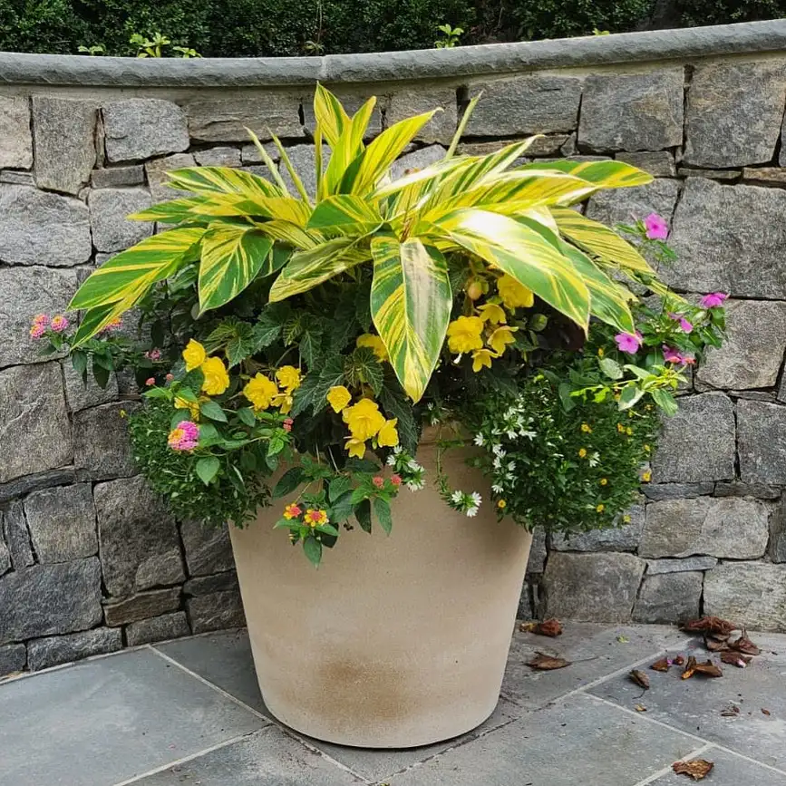 variegated ginger container garden