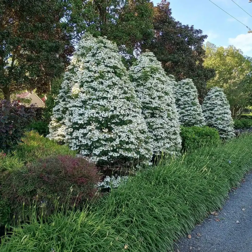 viburnum privacy plants fence
