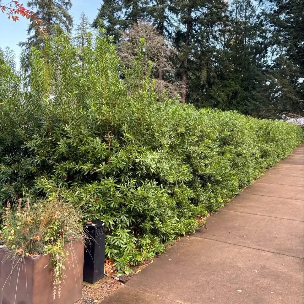 wax myrtle privacy plants fence