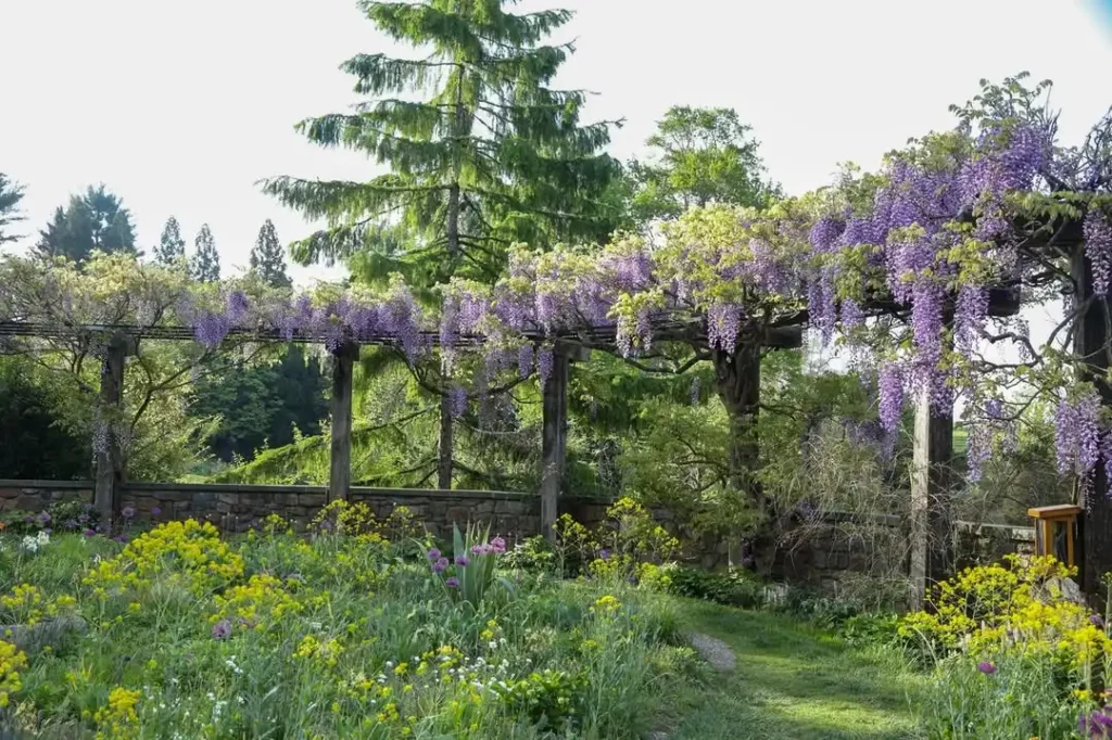 wisteria privacy plants fence