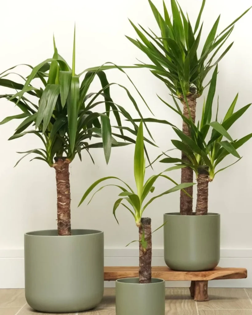 yucca indoor succulent garden