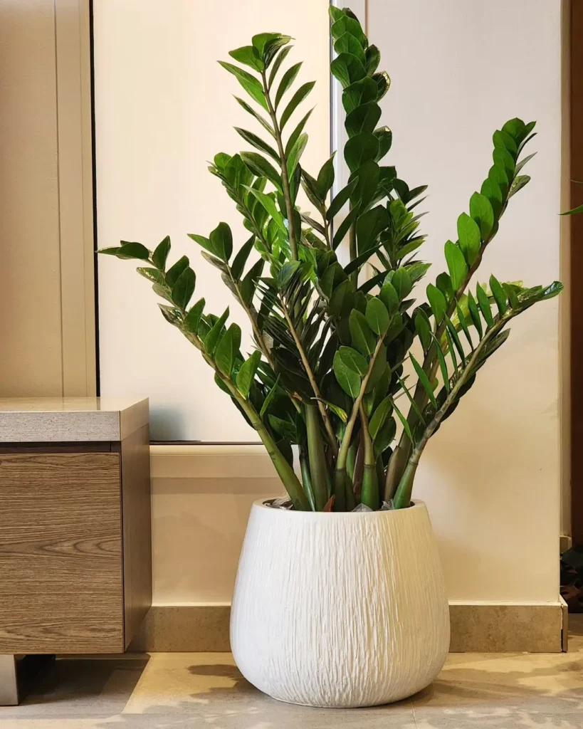 zz plant indoor succulent garden