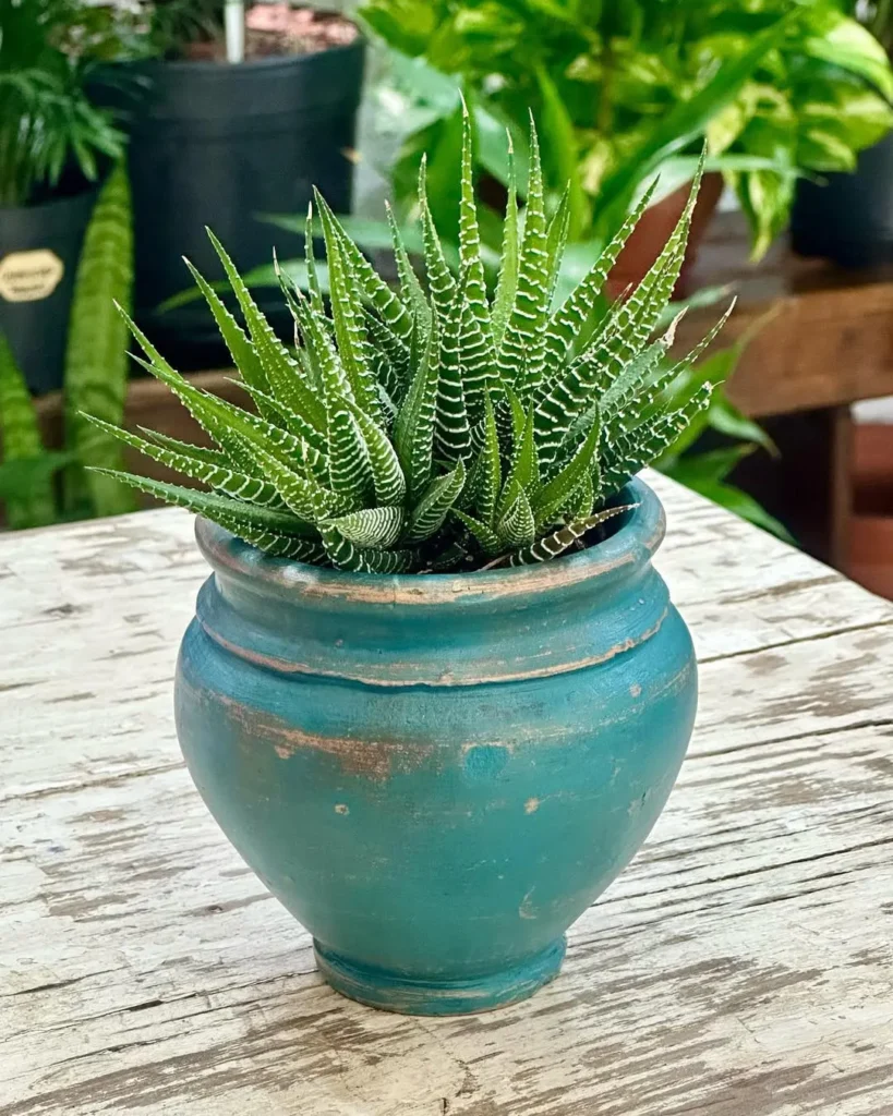 zebra haworthia indoor succulent garden