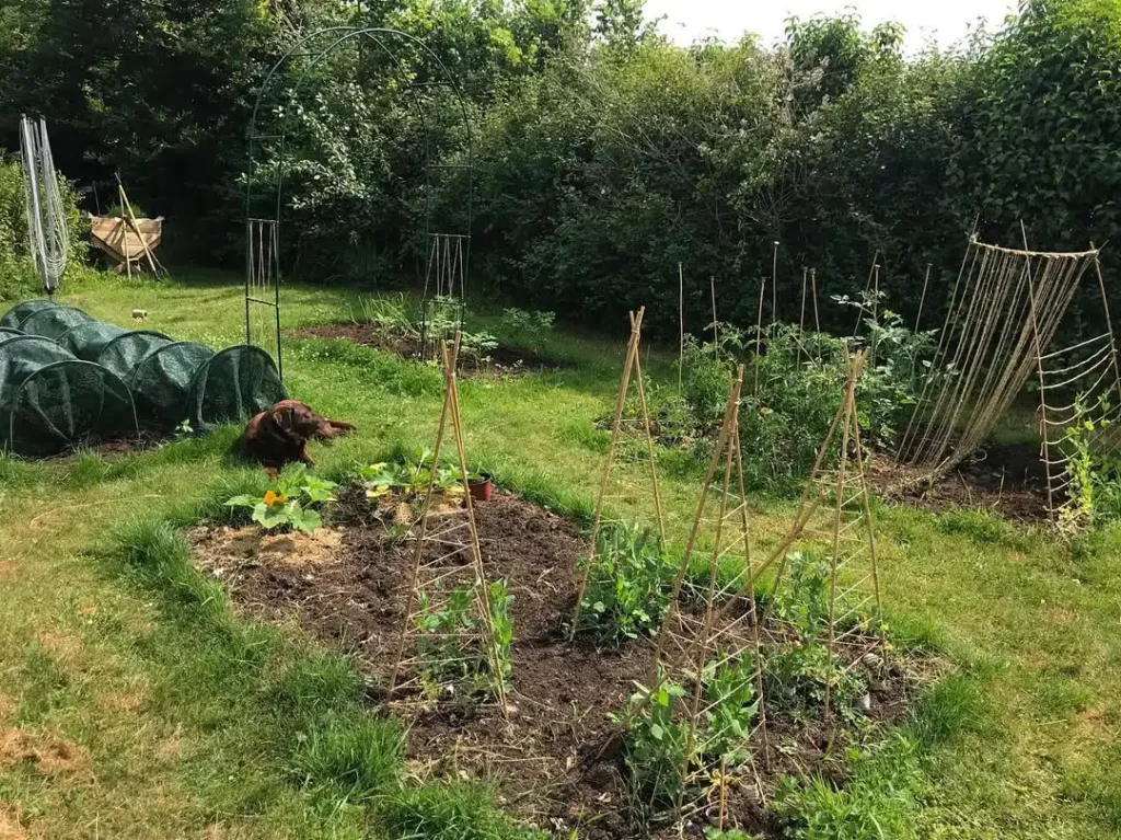 active backyard vegetable garden