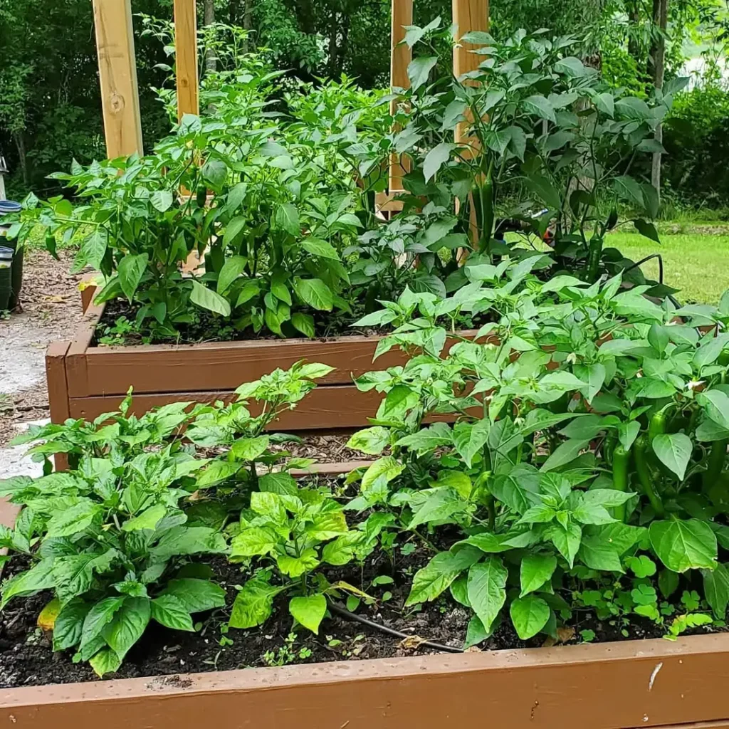 pepper raised garden
