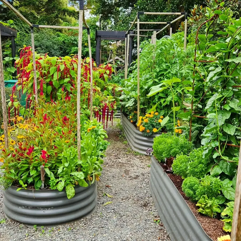thriving vegetable garden