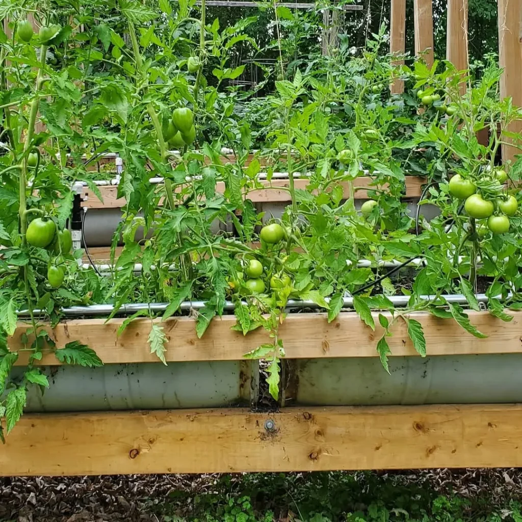 unripe green tomatoes