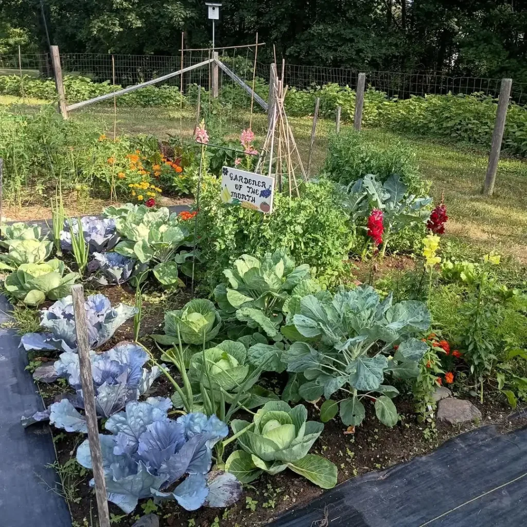 10x10 starter vegetable garden