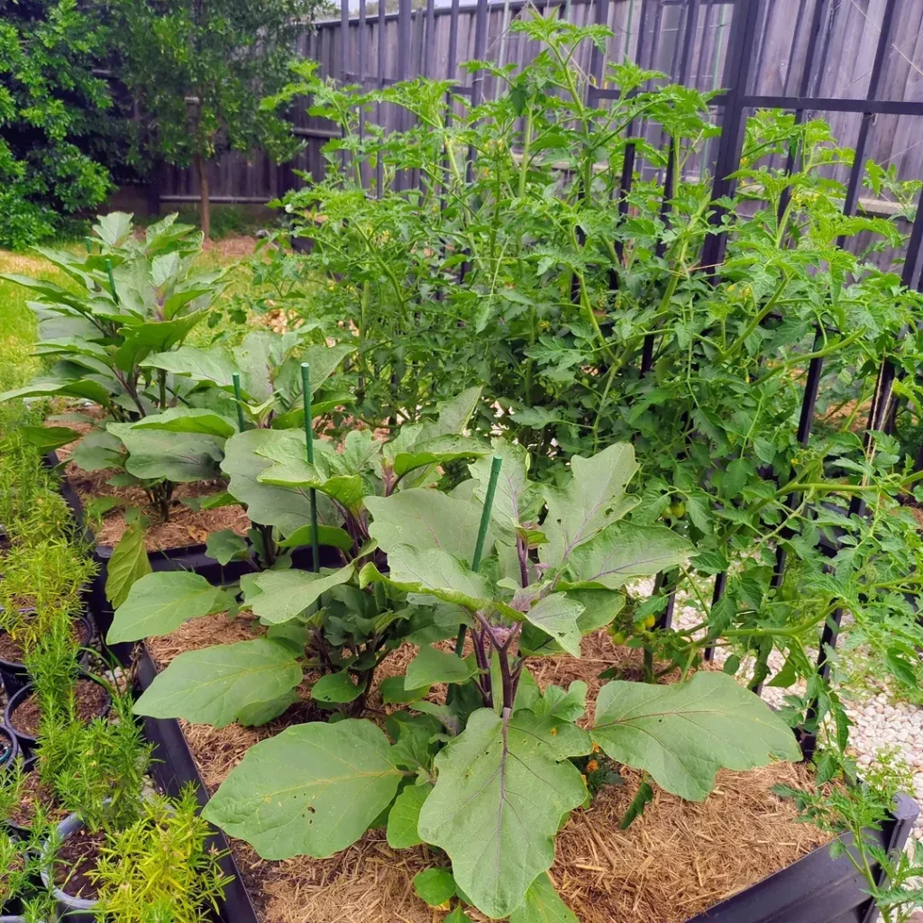 budget backyard food garden (1)