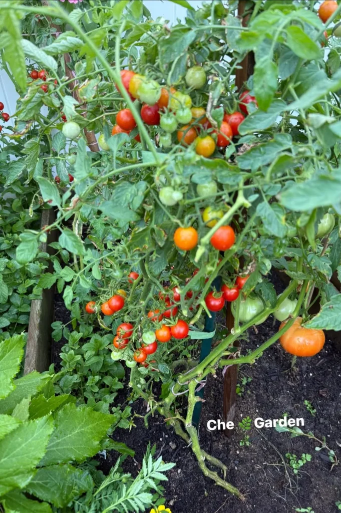 cherry tomato vegetable garden
