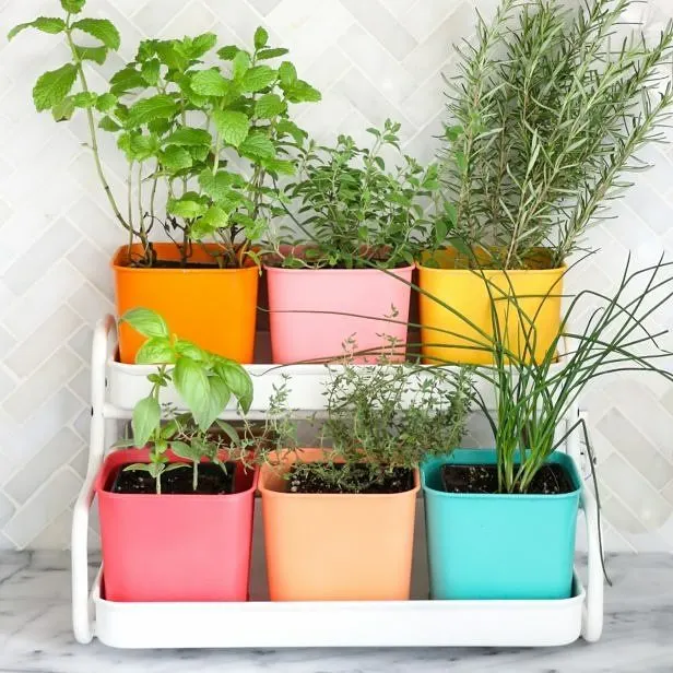 colorful container herb garden