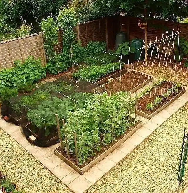 container backyard vegetable for small yards