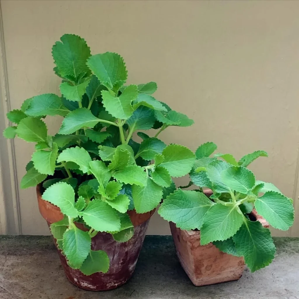 cubanoregano herb pot garden