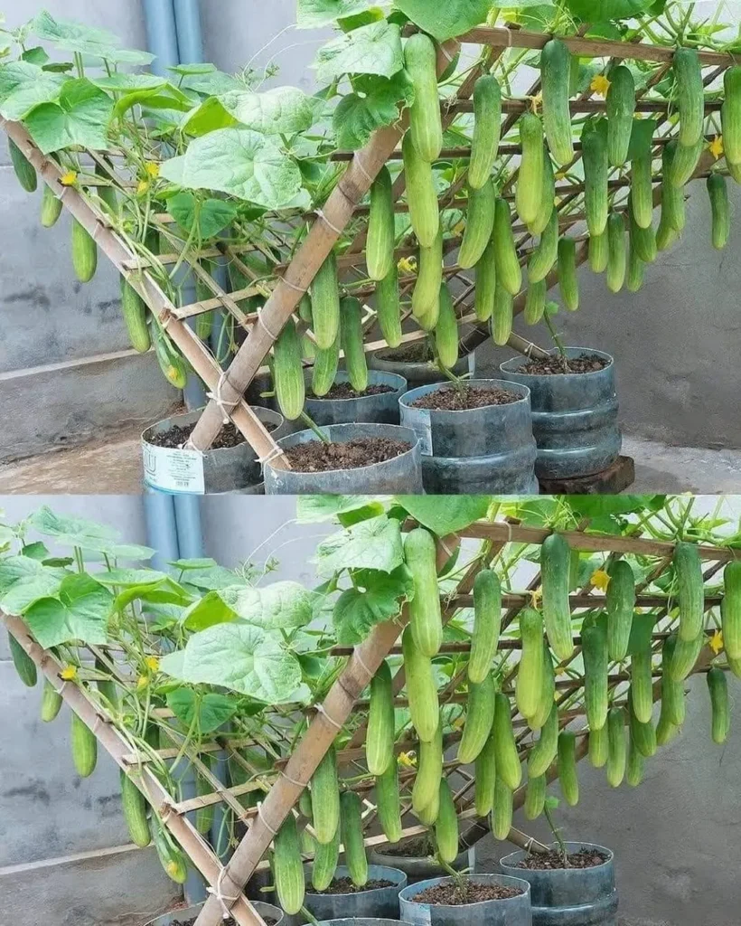 diy backyard cucumber trellis ideas (1)