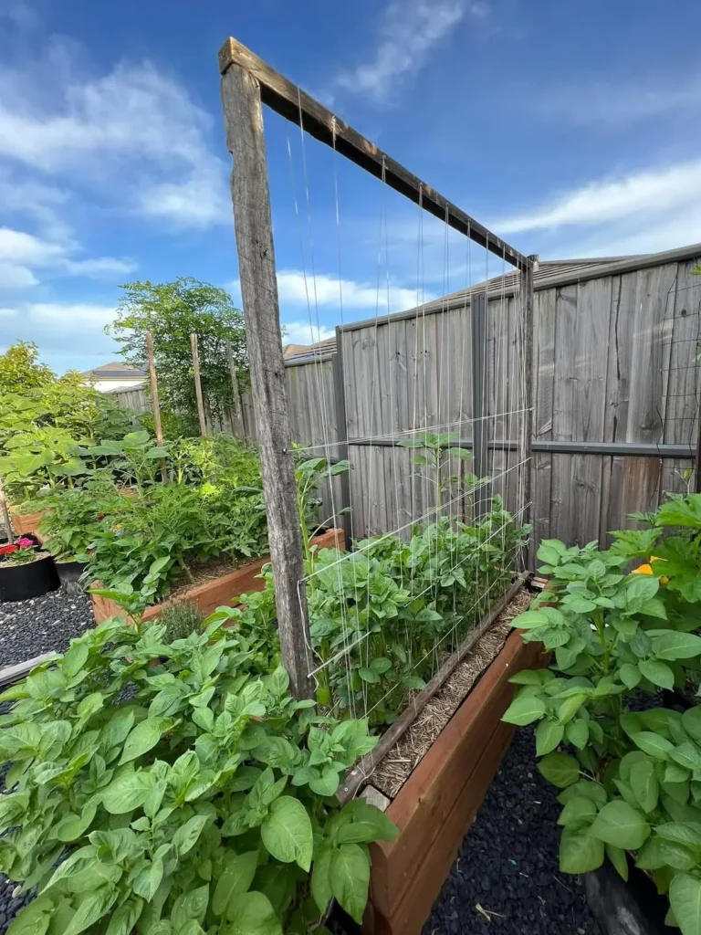 diy vegetable garden