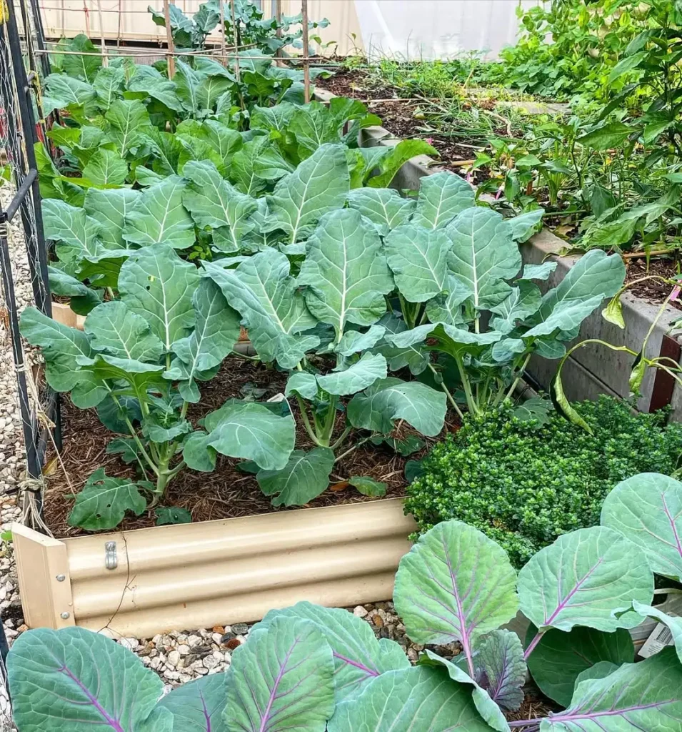 family sized backyard plot