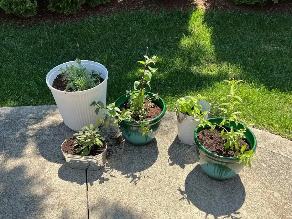 herb pot ideas for small patios
