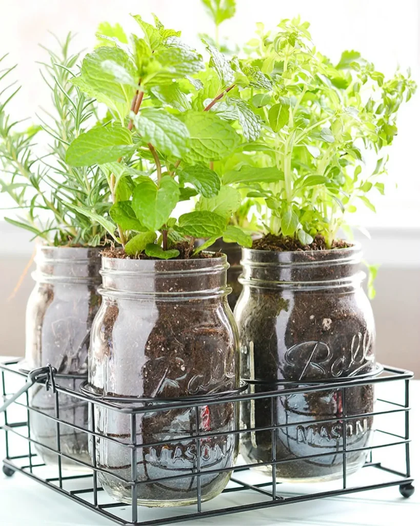 mason jars herb garden