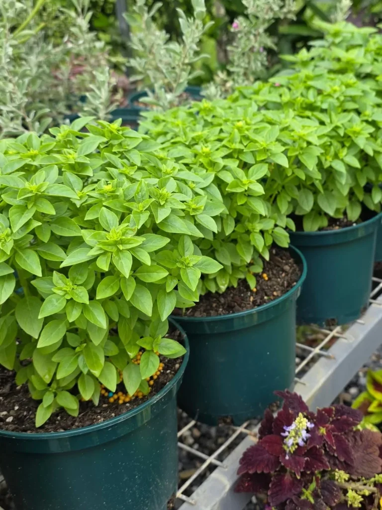 mini basil herb pot garden