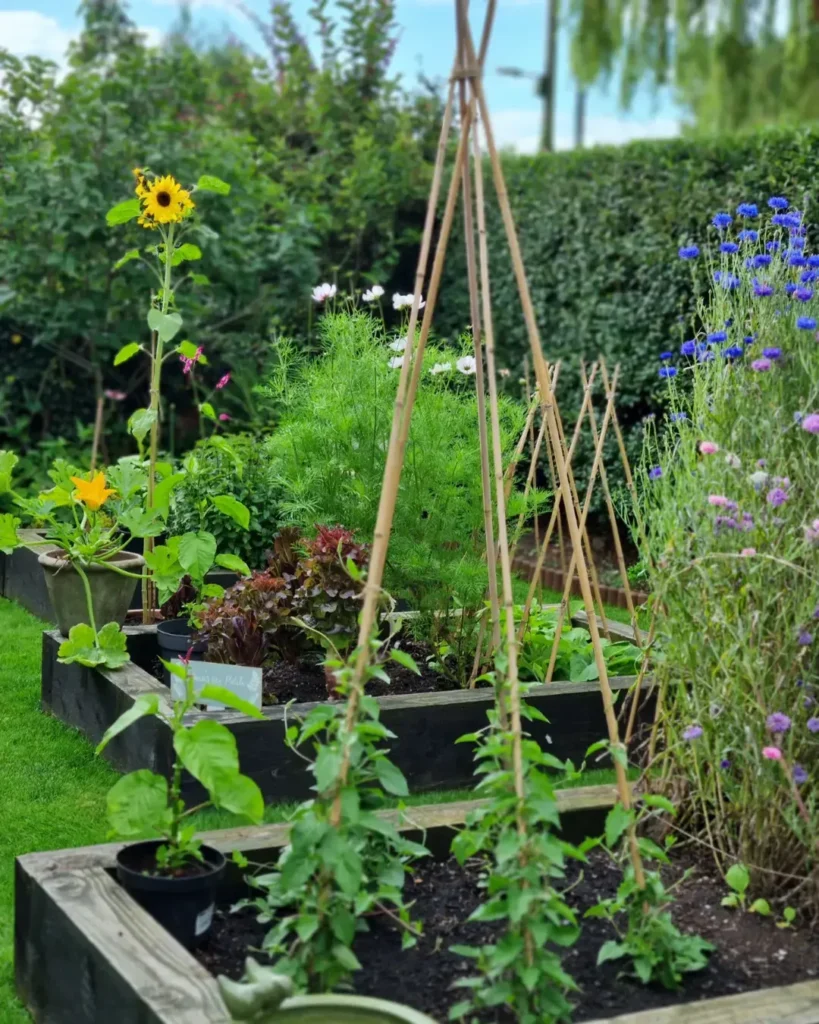 raised bed small garden design simple (1)