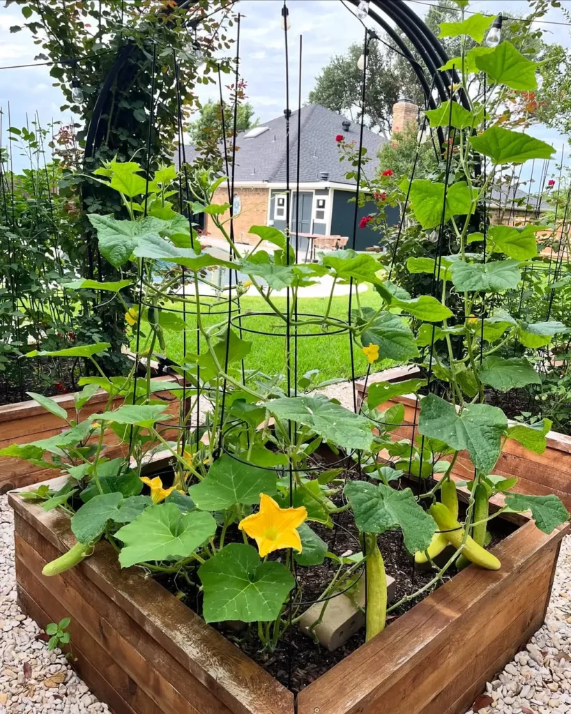 raised bed backyard vegetable garden design