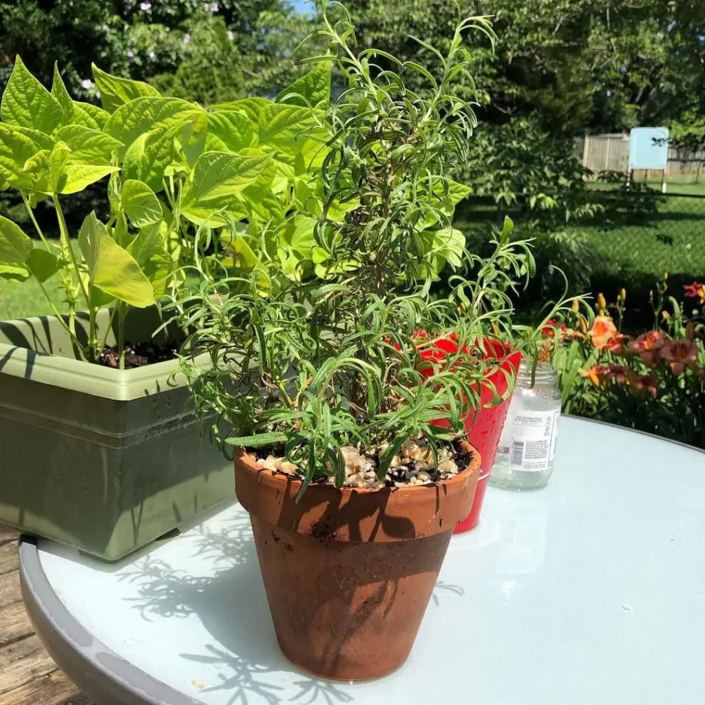 rosemary herb pot garden