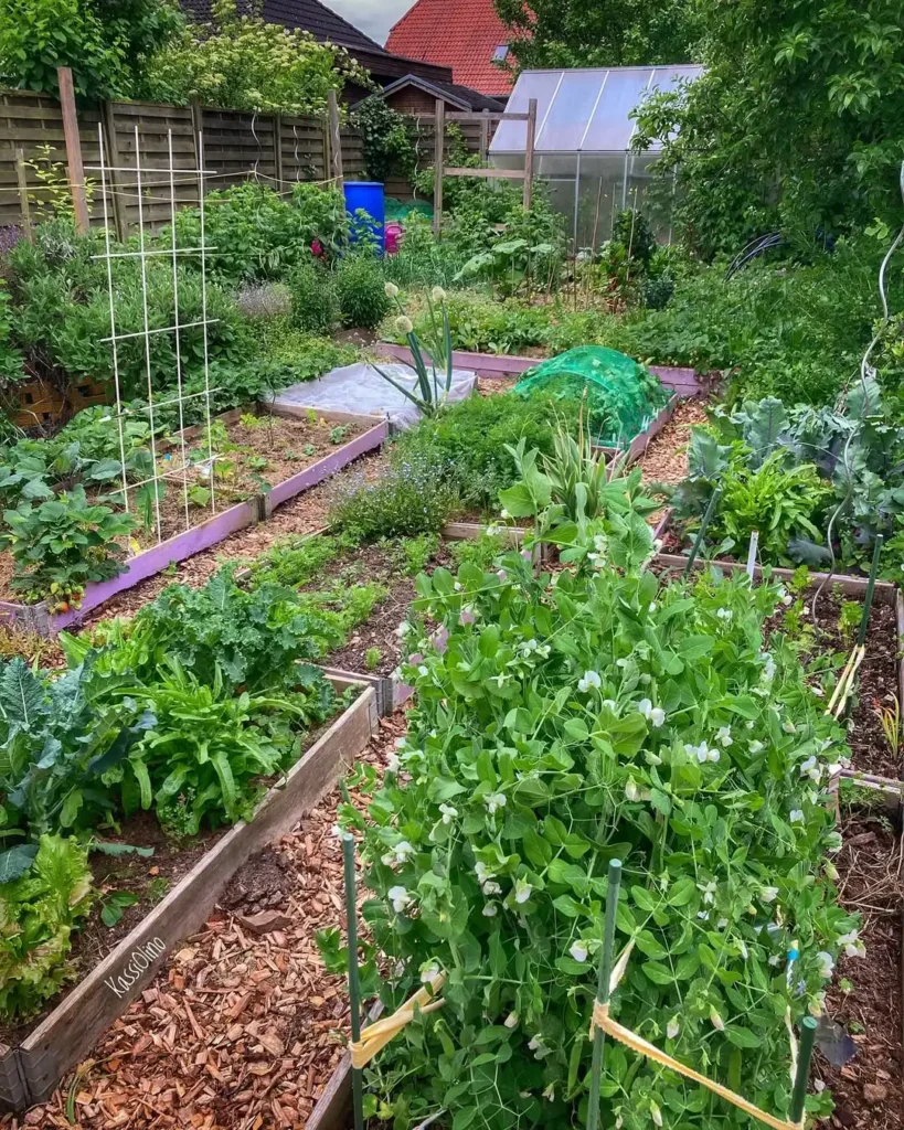 soil smart backyard vegetable garden (1)