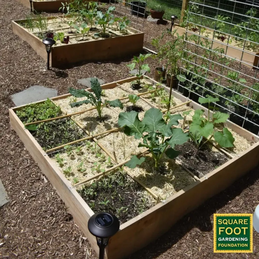square foot garden bed
