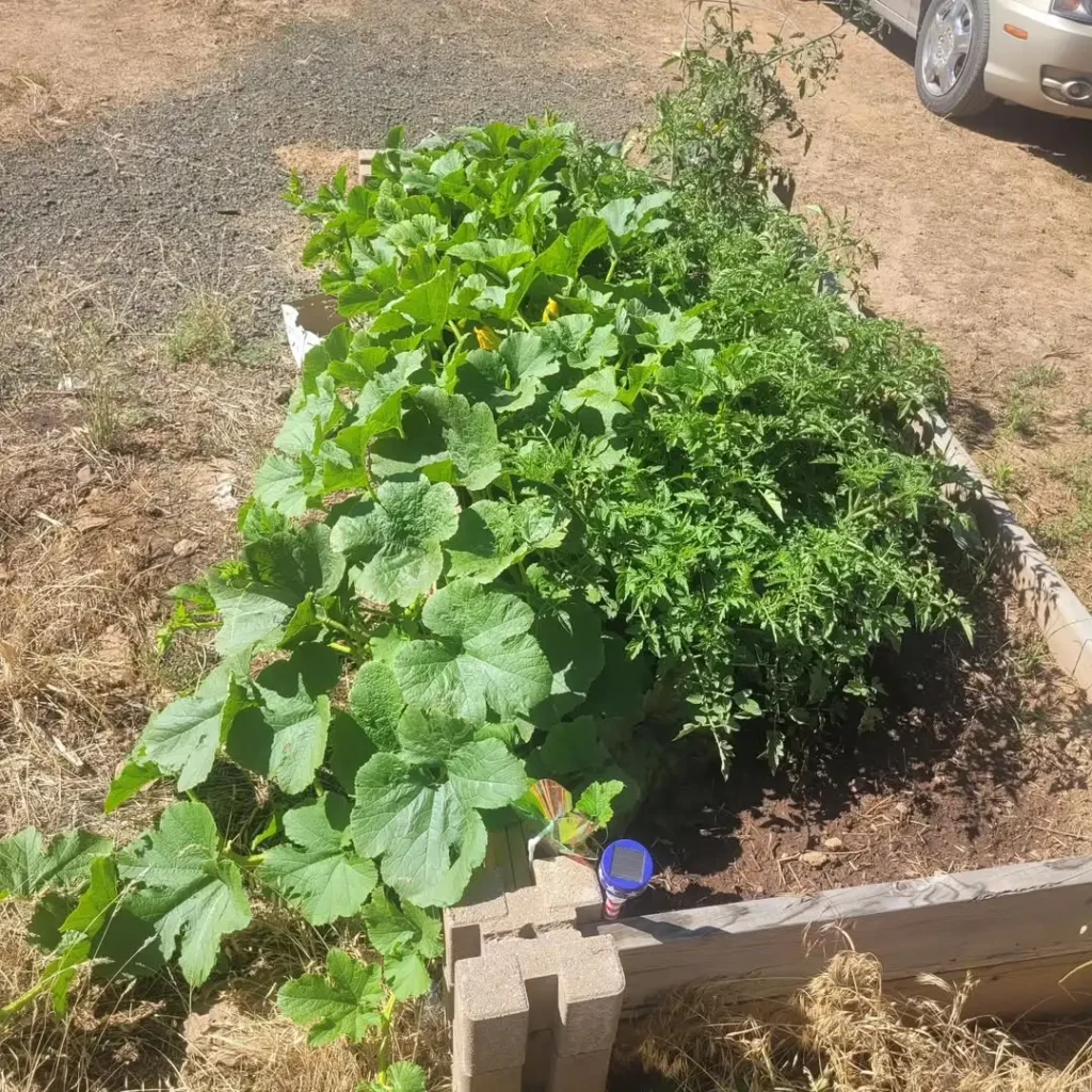 summer zucchini garden bed