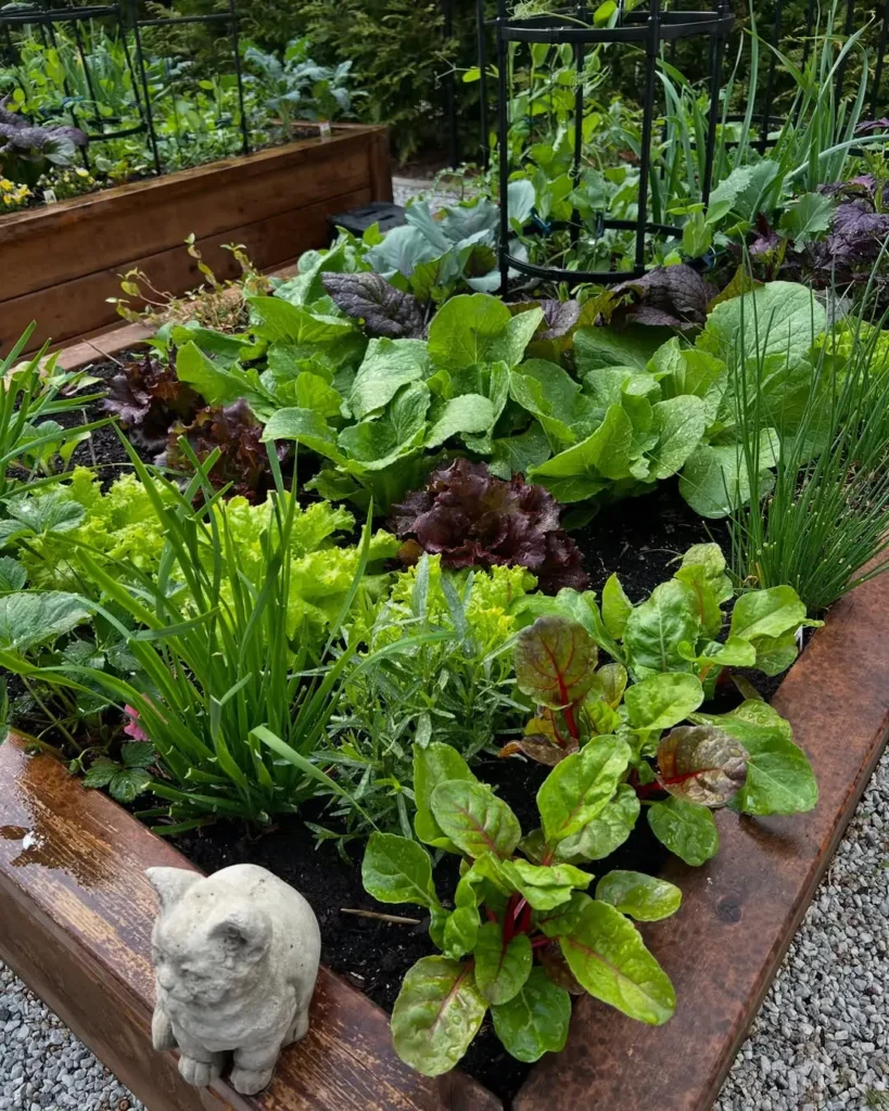 the salad garden.